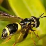 Ground Wasp Guide: Identification, Behavior, and Safe Removal