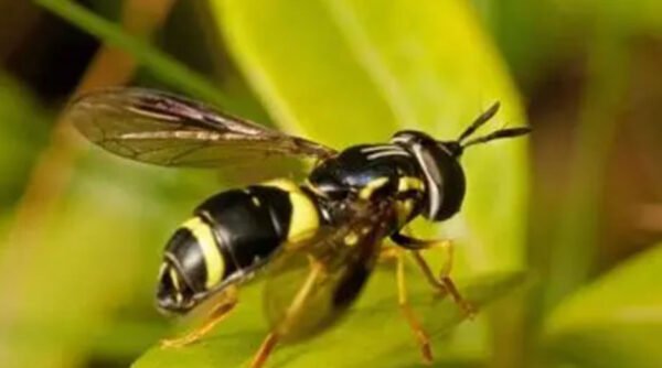 Ground Wasp Guide: Identification, Behavior, and Safe Removal