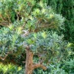 Podocarpus: The Versatile Conifer of the Southern Hemisphere