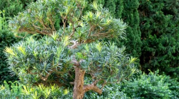 Podocarpus: The Versatile Conifer of the Southern Hemisphere