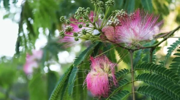 Tepezcohuite: Nature's Skin Elixir and the Ancient Secret of the "Skin Tree"