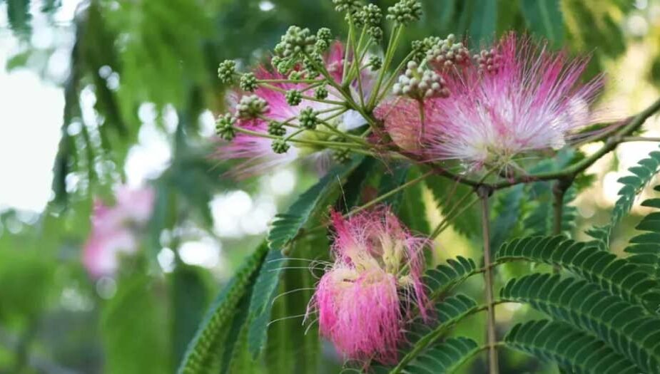 Tepezcohuite: Nature's Skin Elixir and the Ancient Secret of the "Skin Tree"