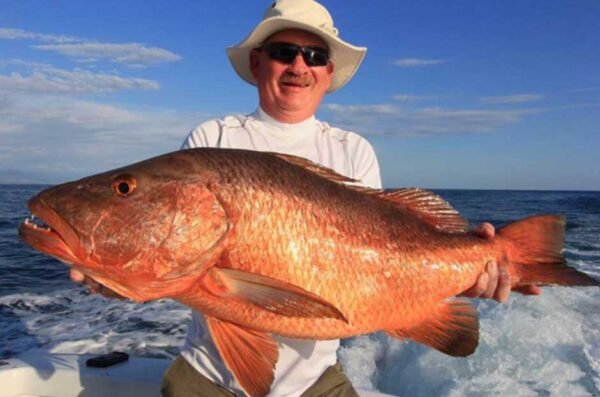 The Majestic Red Grouper: A Deep Dive into the Gulf's Prized Catch