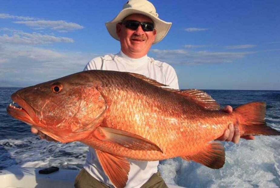 The Majestic Red Grouper: A Deep Dive into the Gulf's Prized Catch