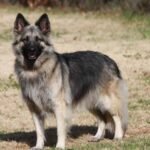 The Majestic Shiloh Shepherd Dog: A Gentle Giant with a Noble Heart
