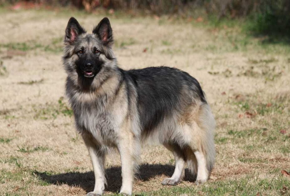 The Majestic Shiloh Shepherd Dog: A Gentle Giant with a Noble Heart