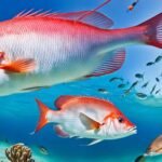 The Mutton Snapper: A Comprehensive Guide to Identification, Fishing, and Culinary Value