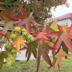 The Majestic Liquid Amber Tree: A Comprehensive Guide to the American Sweetgum