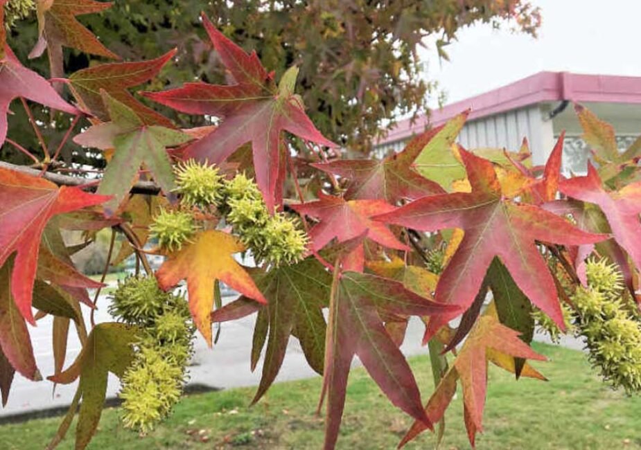 The Majestic Liquid Amber Tree: A Comprehensive Guide to the American Sweetgum