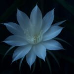 The Midnight Mystery: Unlocking the Secrets of the Queen of the Night Cactus