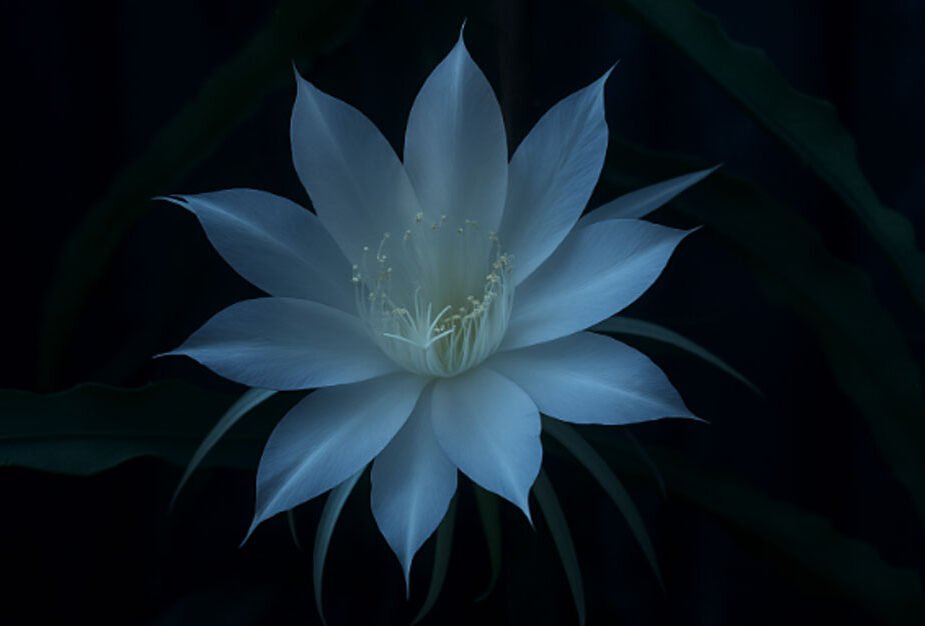 The Midnight Mystery: Unlocking the Secrets of the Queen of the Night Cactus
