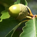 The Resilient Chestnut Oak: A Comprehensive Guide to Quercus montana