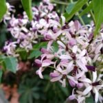 Unveiling the Mysterious Melia Azedarach: Nature's Multifaceted Wonder