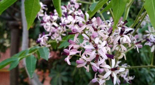 Unveiling the Mysterious Melia Azedarach: Nature's Multifaceted Wonder