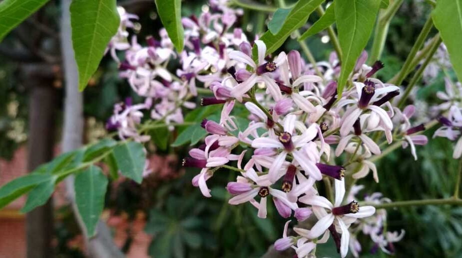 Unveiling the Mysterious Melia Azedarach: Nature's Multifaceted Wonder