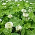 Unveiling the Mysterious Trifolium Repens: A Closer Look