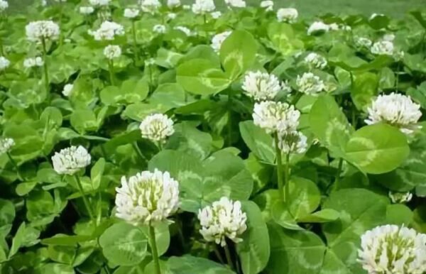 Unveiling the Mysterious Trifolium Repens: A Closer Look