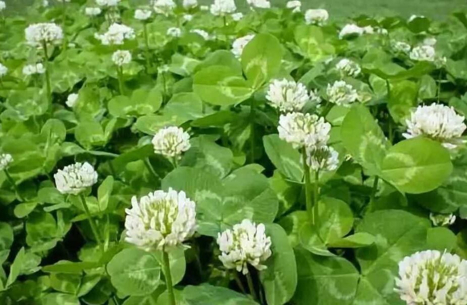 Unveiling the Mysterious Trifolium Repens: A Closer Look