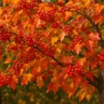 Washington Hawthorn (Crataegus phaenopyrum): A Comprehensive Guide to Planting, Care, and Landscape Use